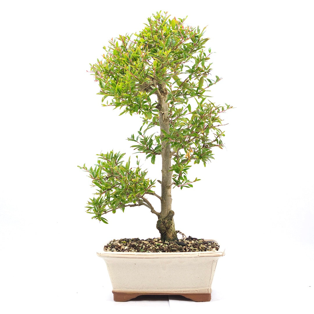 Granatapfel 'Punica granatum'